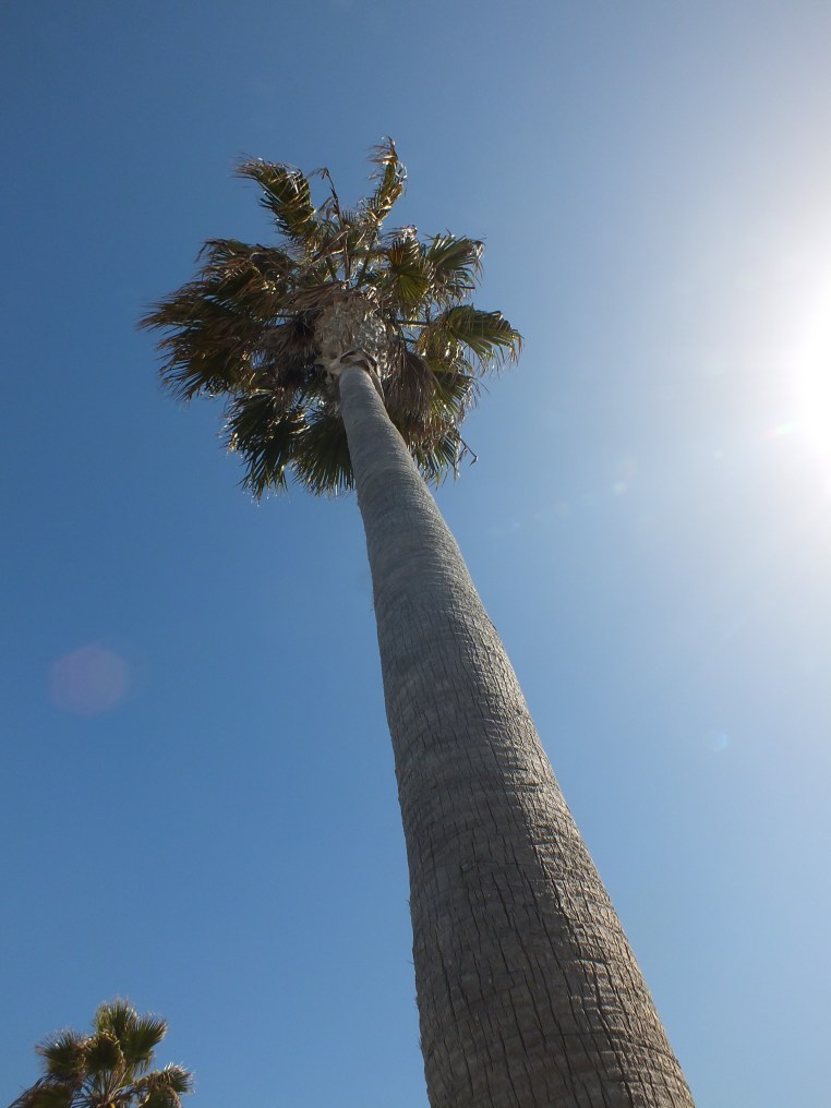 ocean beach palm tree