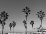 Ocean Beach Palm trree