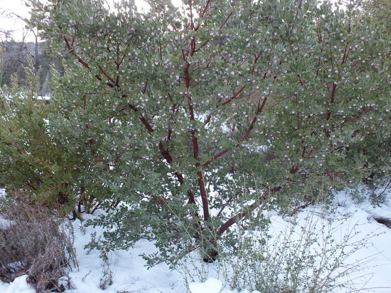 manzanita