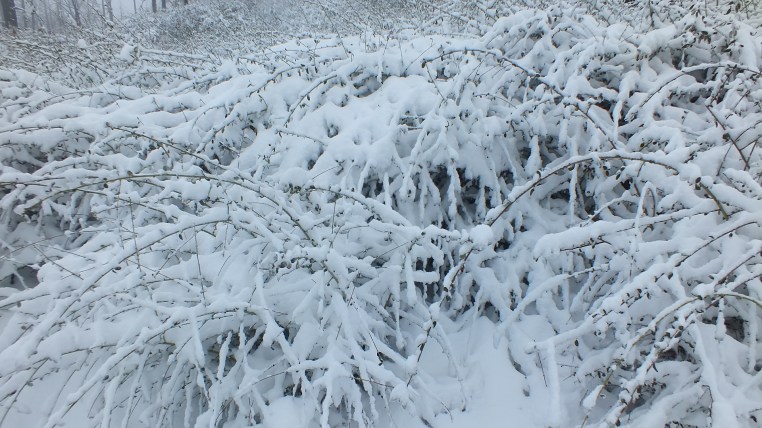 Paso Picacho SNOW cuyamaca