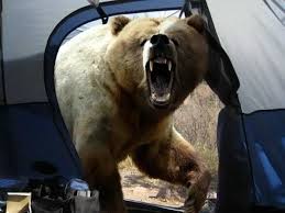 epic fail bear