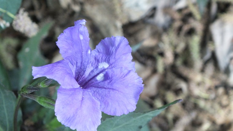 outdoor adventure 2: flowers