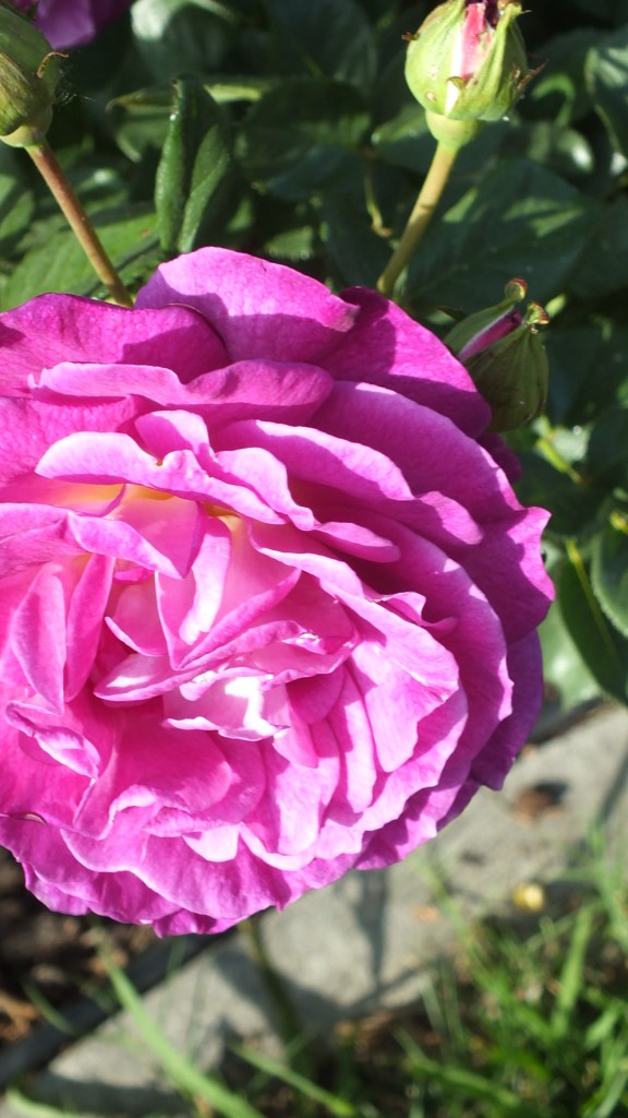 outdoor Adventures 2: flowers