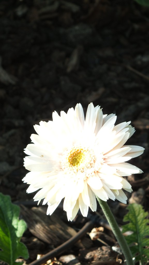 outdoor Adventures 2: flowers