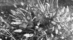 lake jennings b/w pic plants