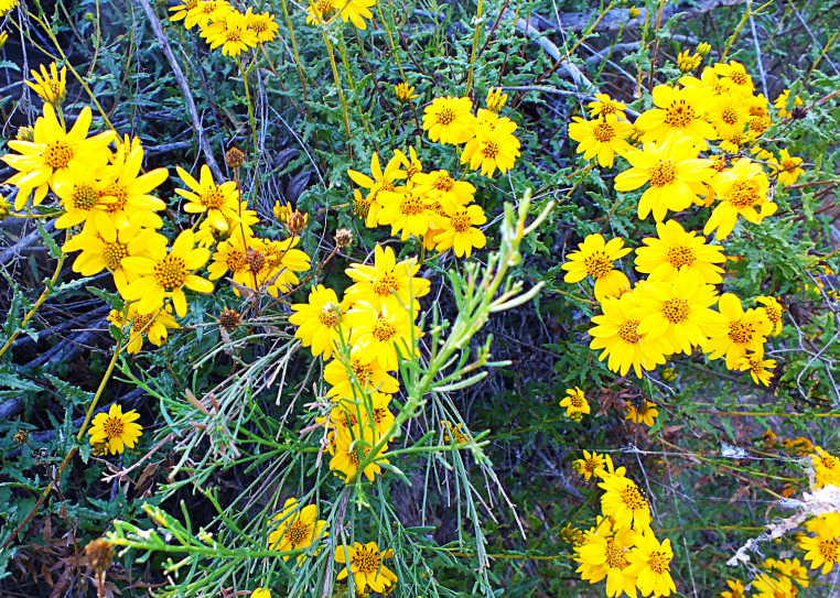 lake jennings flowers