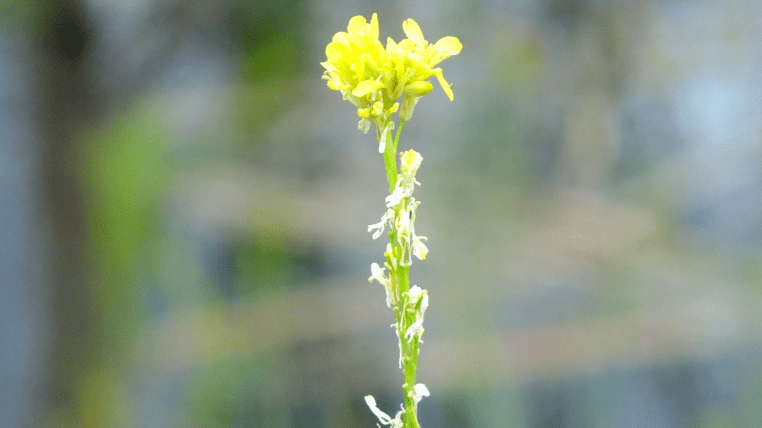lake jennings flower