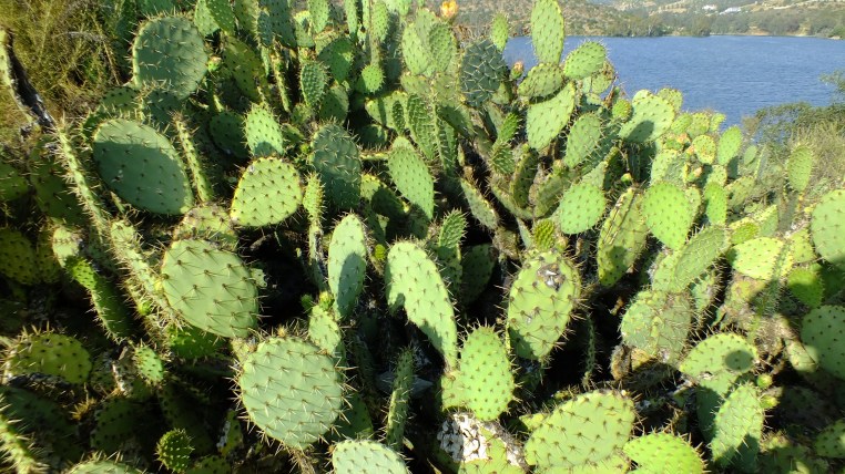 Lake Jennings Cactus Pic