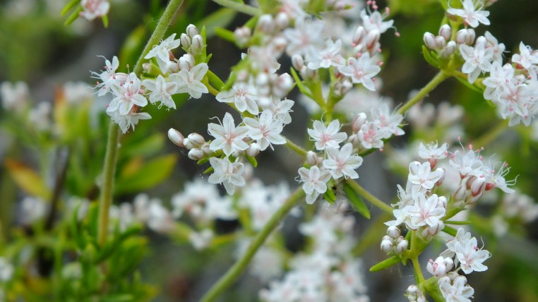 Lake Jennings Nature up close pics