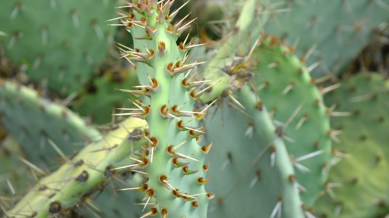 Lake Jennings Nature up close pics