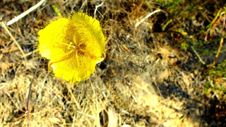 cowels mountain gallery