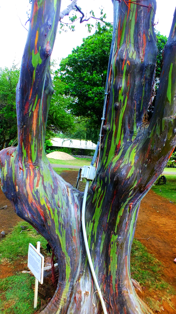 Rainbow Eucalyptus Tree