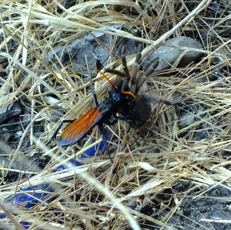Heaton flats trantula hawk paralyzes tarantula