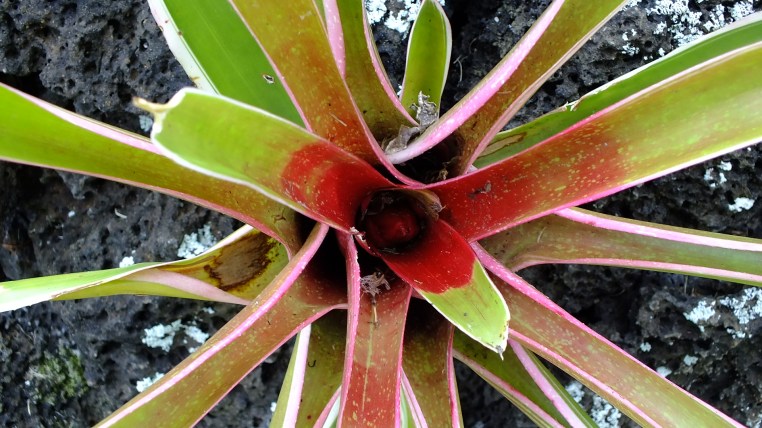 Plants flowers kauai pic
