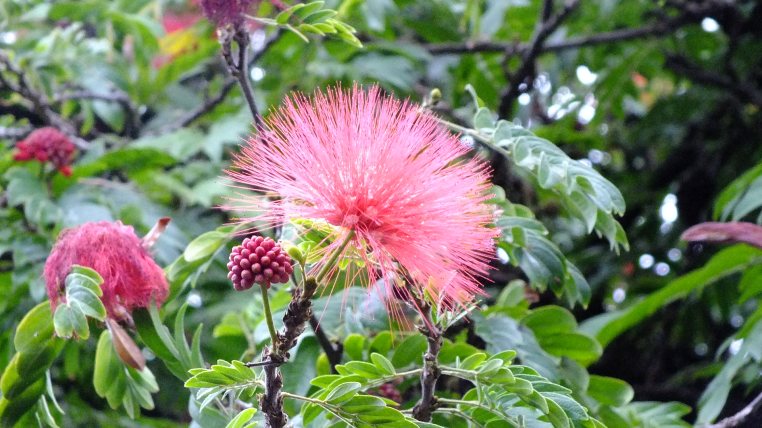 Plants flowers kauai pic