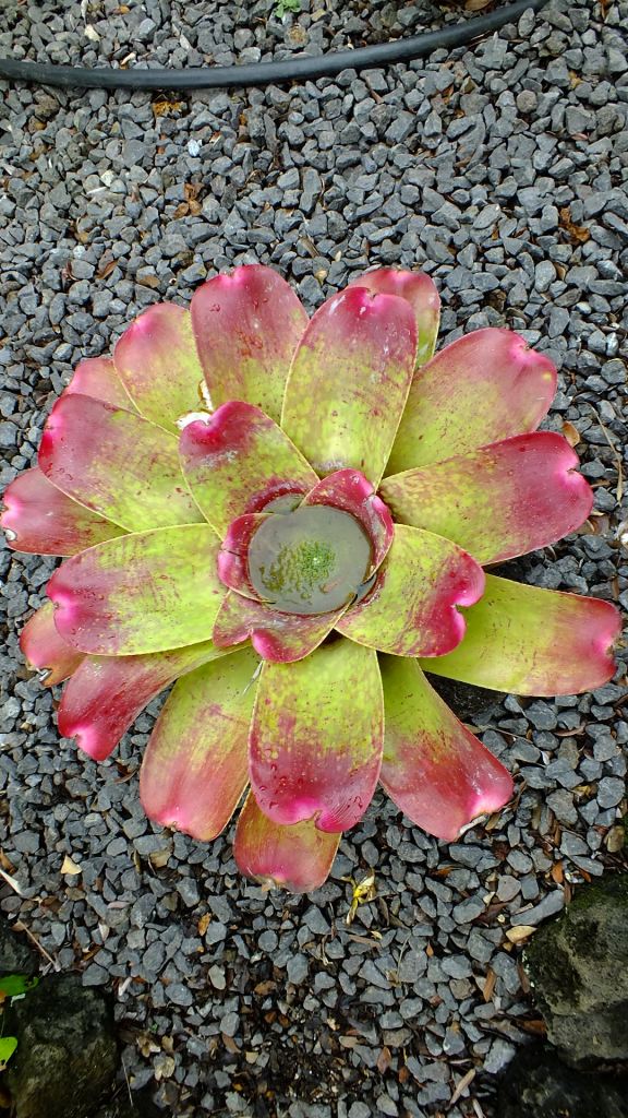 Plants flowers kauai pic