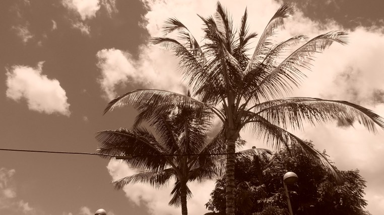 trees of hawaii gallery