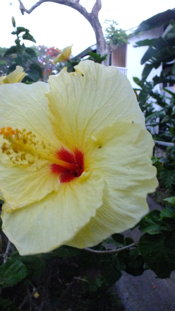 Plants flowers kauai pic