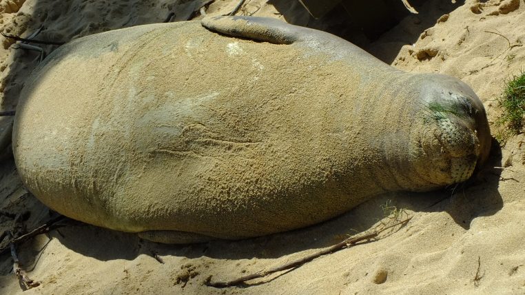 kauai- monk seal