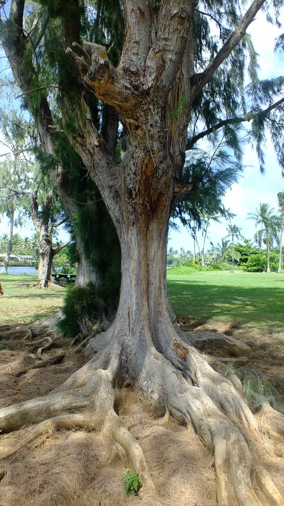 trees of hawaii gallery