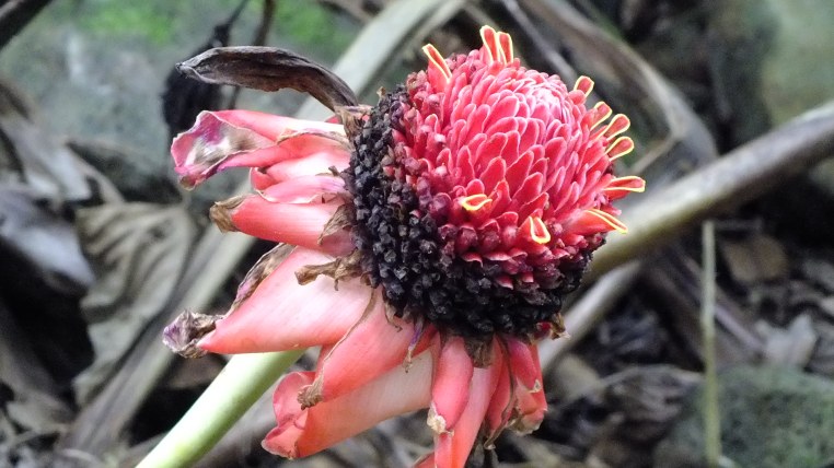main pic of plants flowers kauai