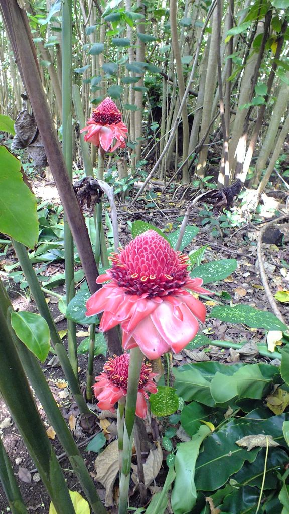 Plants flowers kauai pic