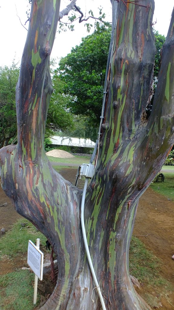 trees of hawaii gallery