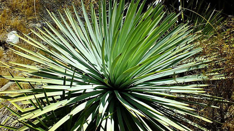 San Gabriel mountains night hike