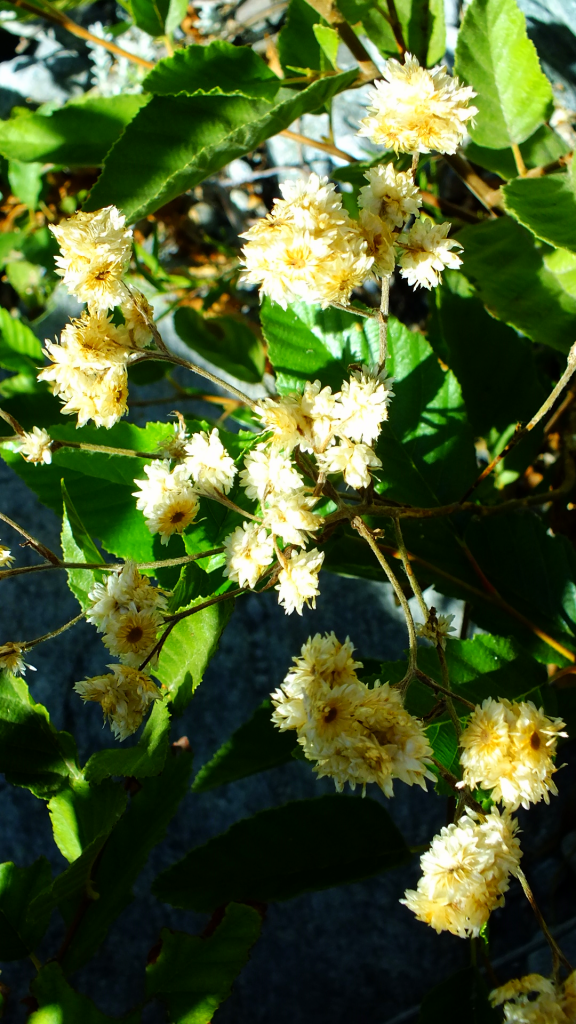 San Gabriel mountains night hike