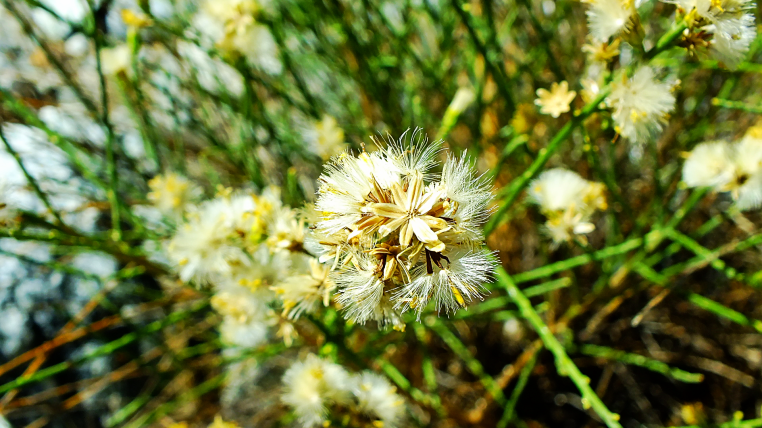plants flowers san gabriels