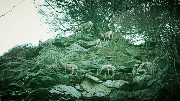 camping the narrows big horn sheep