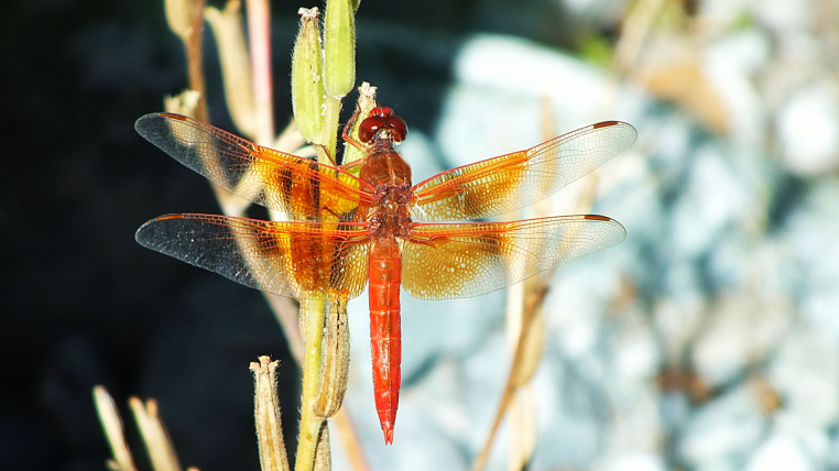 Heaton Flats dragon fly