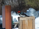 Cuyamaca woodpecker