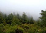 Hiking in the clouds Purisima Creek Redwoods Hike No 22
