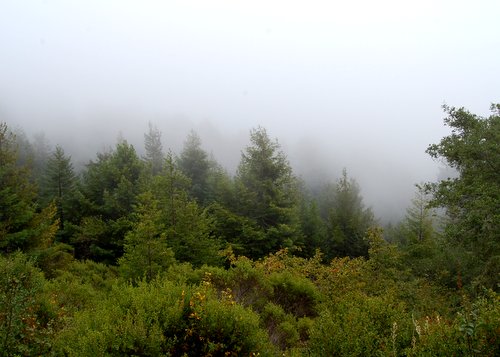 Hiking in the clouds Purisima Creek Redwoods Hike No 22