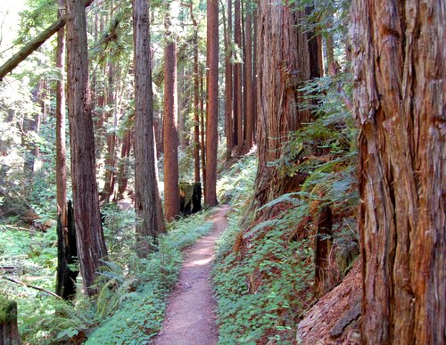 Redwoods and Douglas Fir Hike No 22