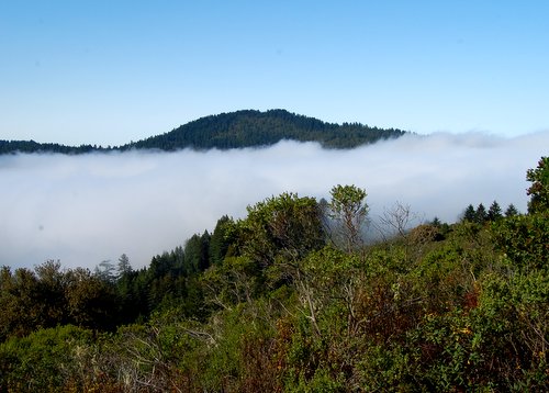 Hiking in the Clouds Purisima Creek Redwoods Hike No 22