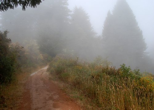 Hiking in the clouds Purisima Creek Redwoods Hike No 22