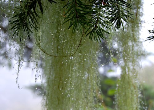 Water dripping for Douglass Fir Hike No 22