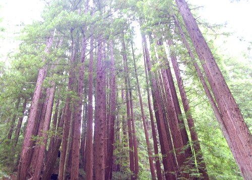 Dense stand of Redwoods growing through the clouds!