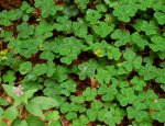 Redwood Sorrel along the trail Hike No 22