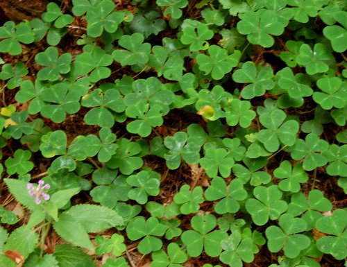 Redwood Sorrel along the trail Hike No 22