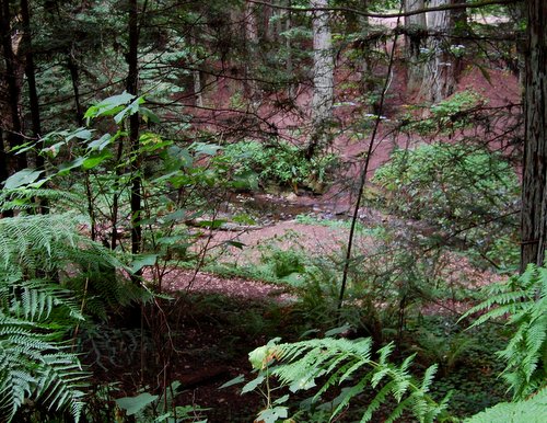 Purisima Creek Hike No 22