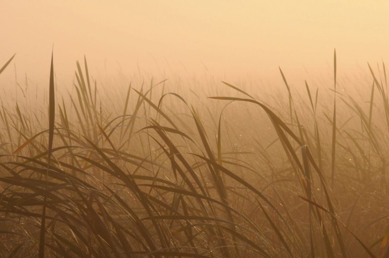 peace in a tin can guest blog