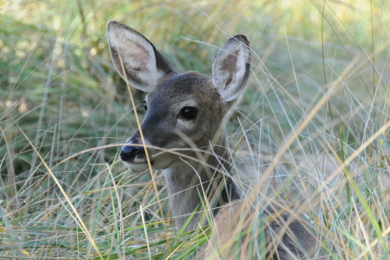 guest blog peace in a tin can cover