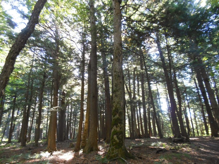 peace in a tin can guest blog