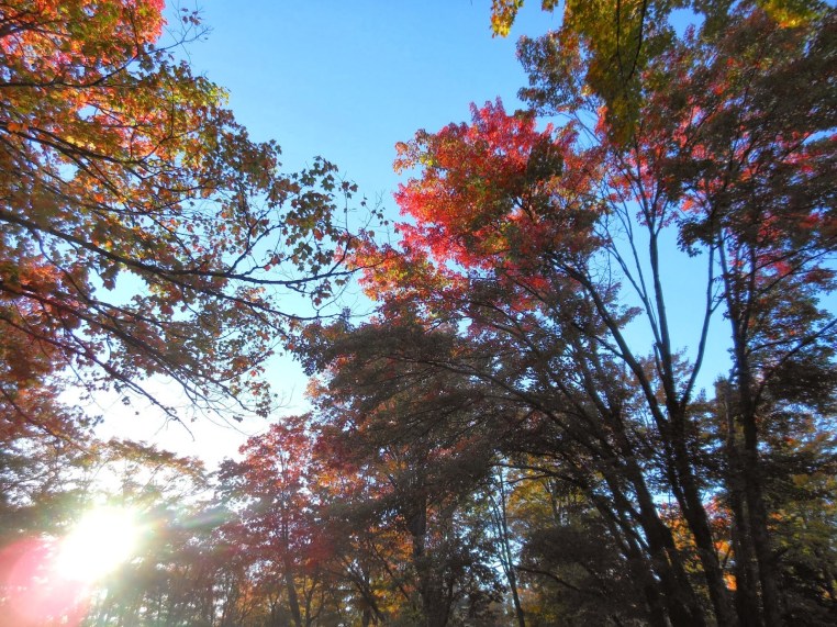 peace in a tin can guest blog