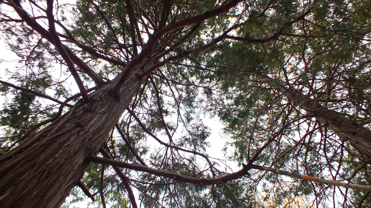 cuyamaca camping gallery