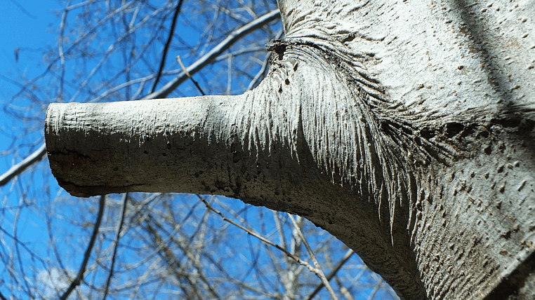 Looks like a baby elephant trunk... what do you think?