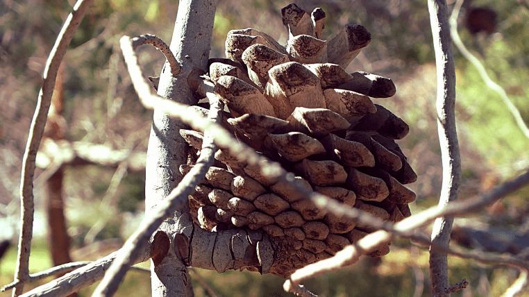 pinecone